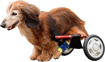 Amazon | パレットライフ 犬用車椅子 ミニチュアダックス専用 ドッグ